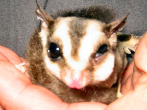 Sugarglider Gliderpedia My Sugar Glider Is Sick